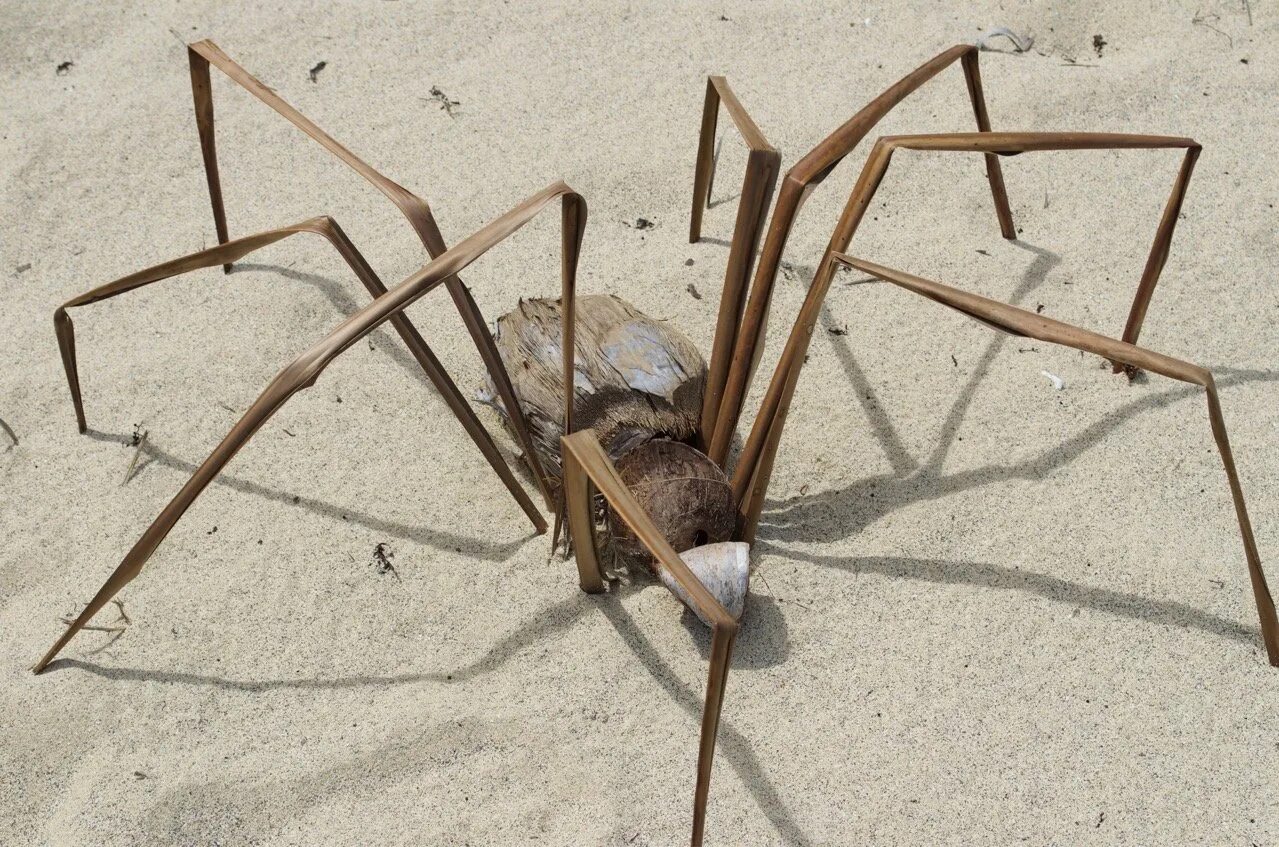 31 insectes si effrayants que vous n’aurez plus jamais envie de sortir. Giant an