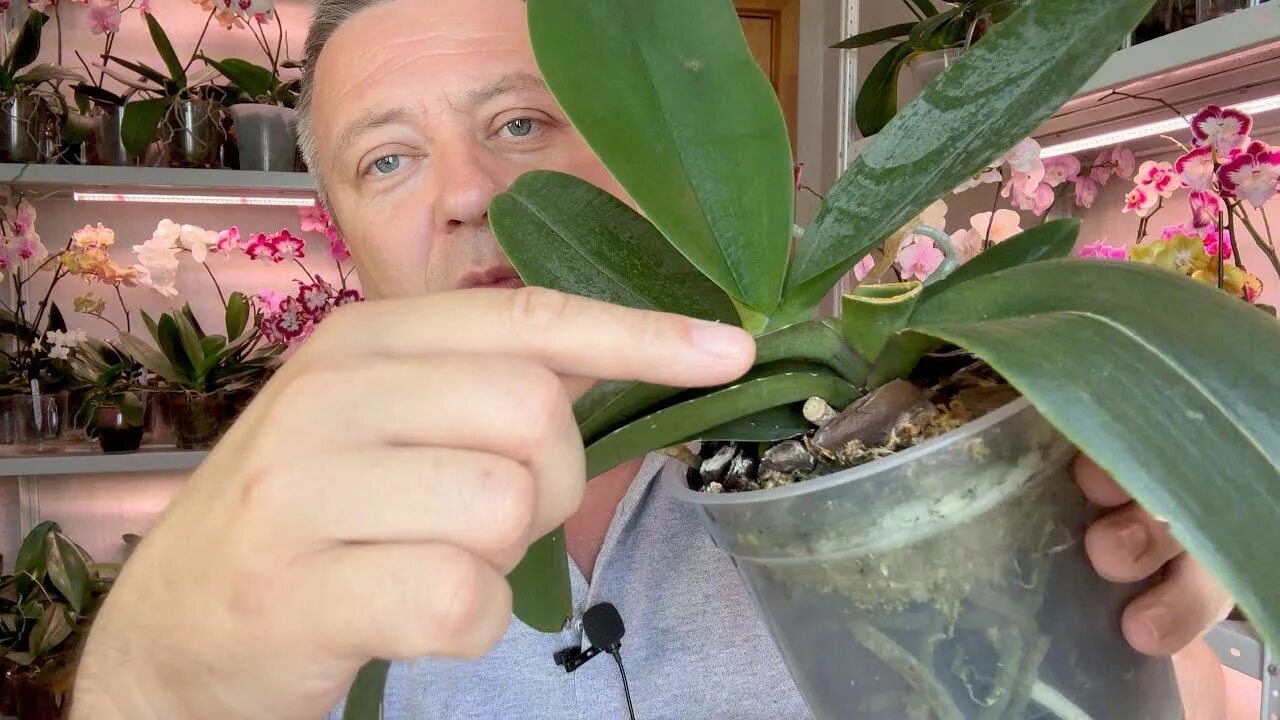 Кончики листьев орхидеи сохнут. Орхидея засохла. у орхидеи кончики листьев сохнут. чернеют кончики листьев у орхидеи. засохшая орхидея как спасти.