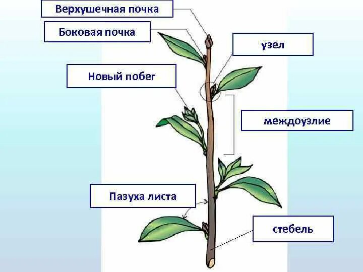 Строения листьев цветковых растений