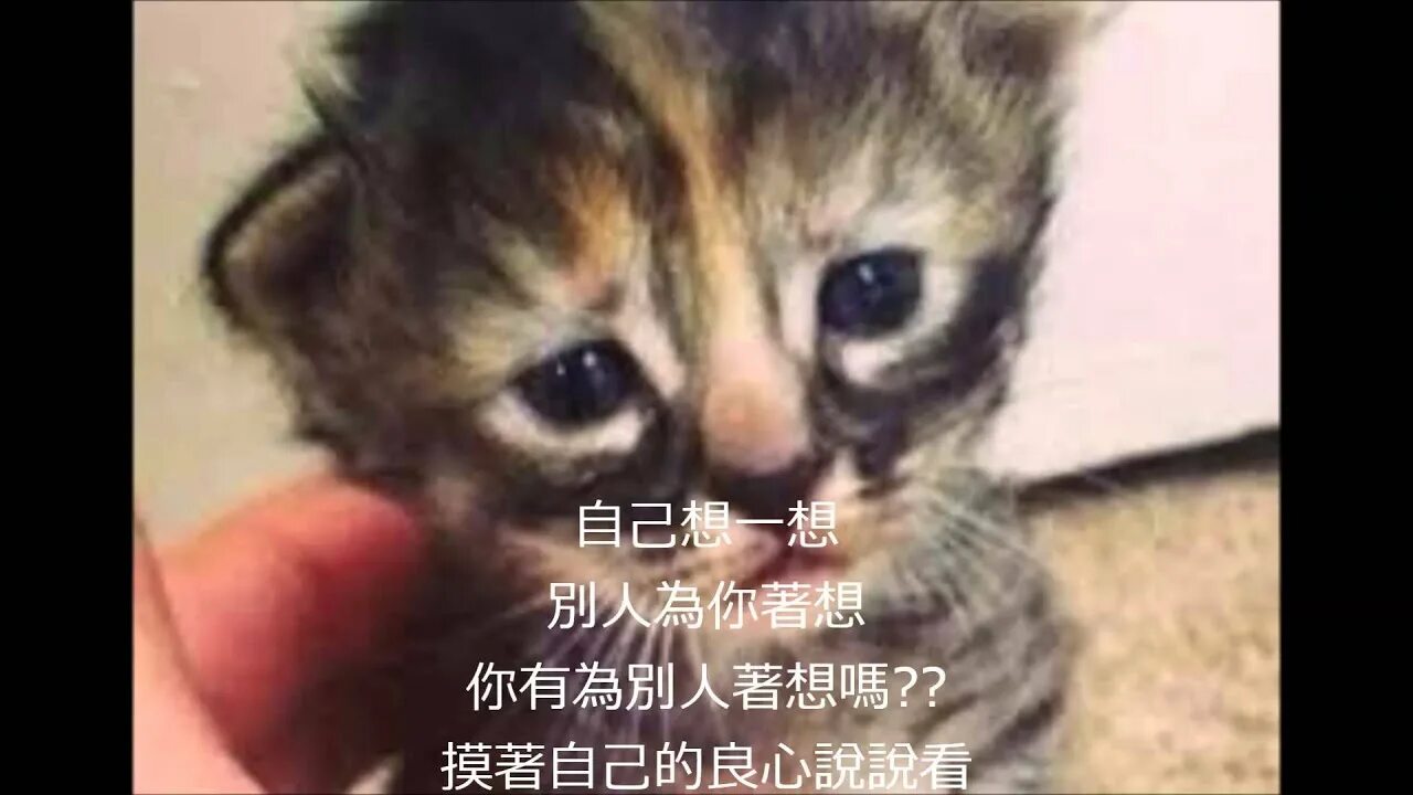 Плач котят. Милый котенок плачет. Котенок с плачущими глазами. Маленький котик плачет. Маленький Плачущий котенок.