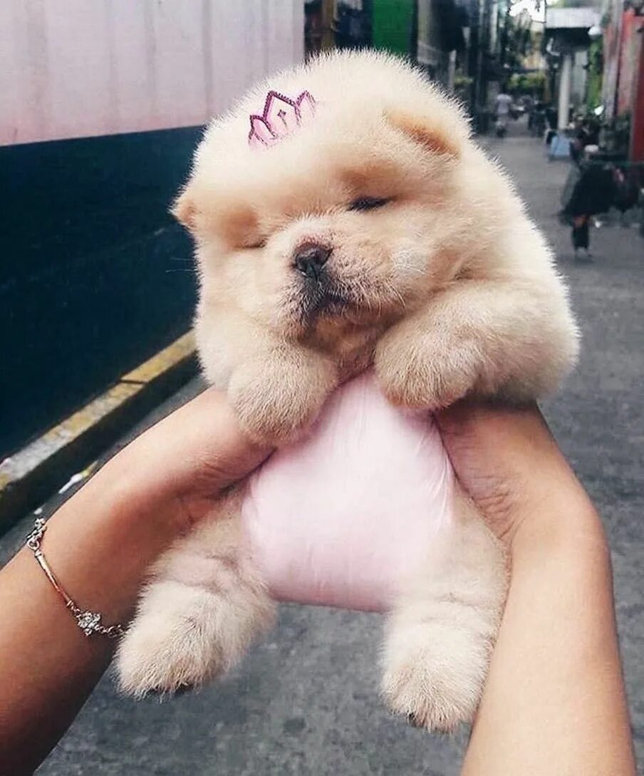 Мини мимими