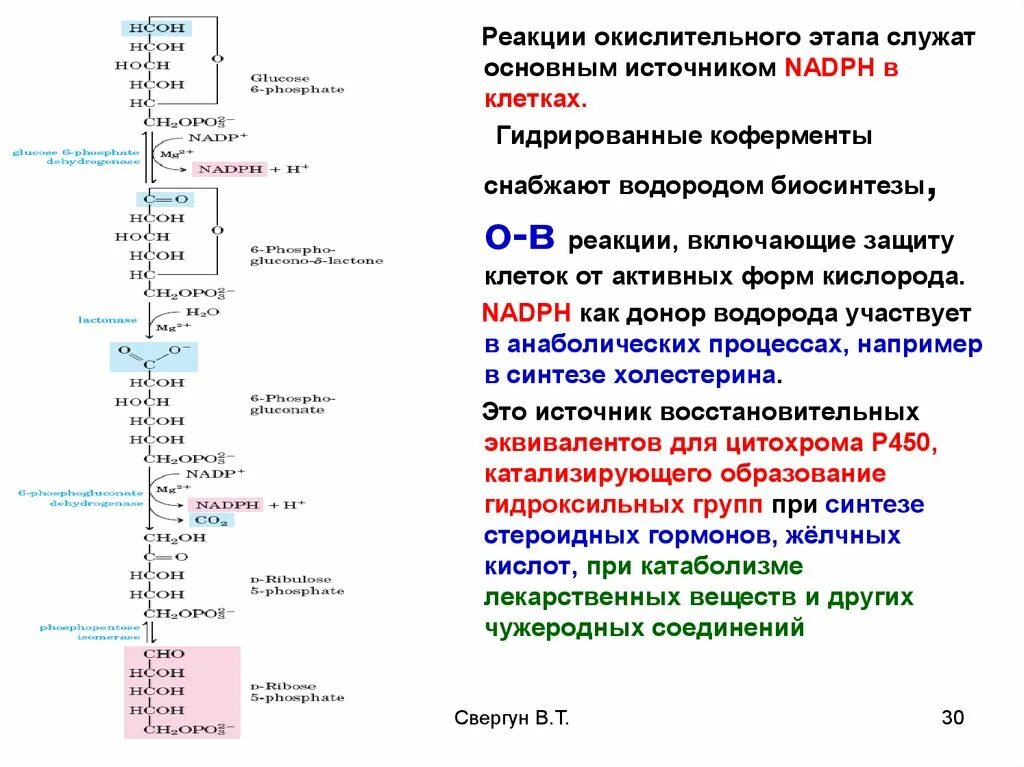 Биосинтез уровень организации