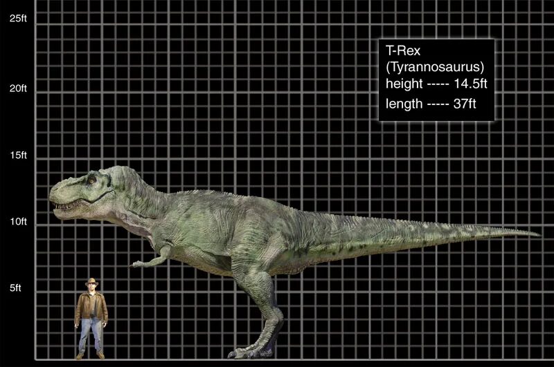 Сравнение динозавров. Тираннозавр рекс рост. Тираннозавр рекс парк Юрского периода 3. Тираннозавр рекс высота. Тираннозавр рекс рост и вес.