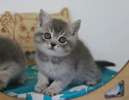 Котята в добрые архангельск