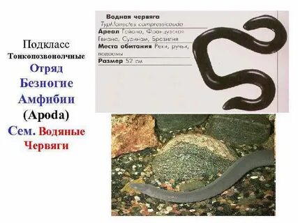 Представитель безногих