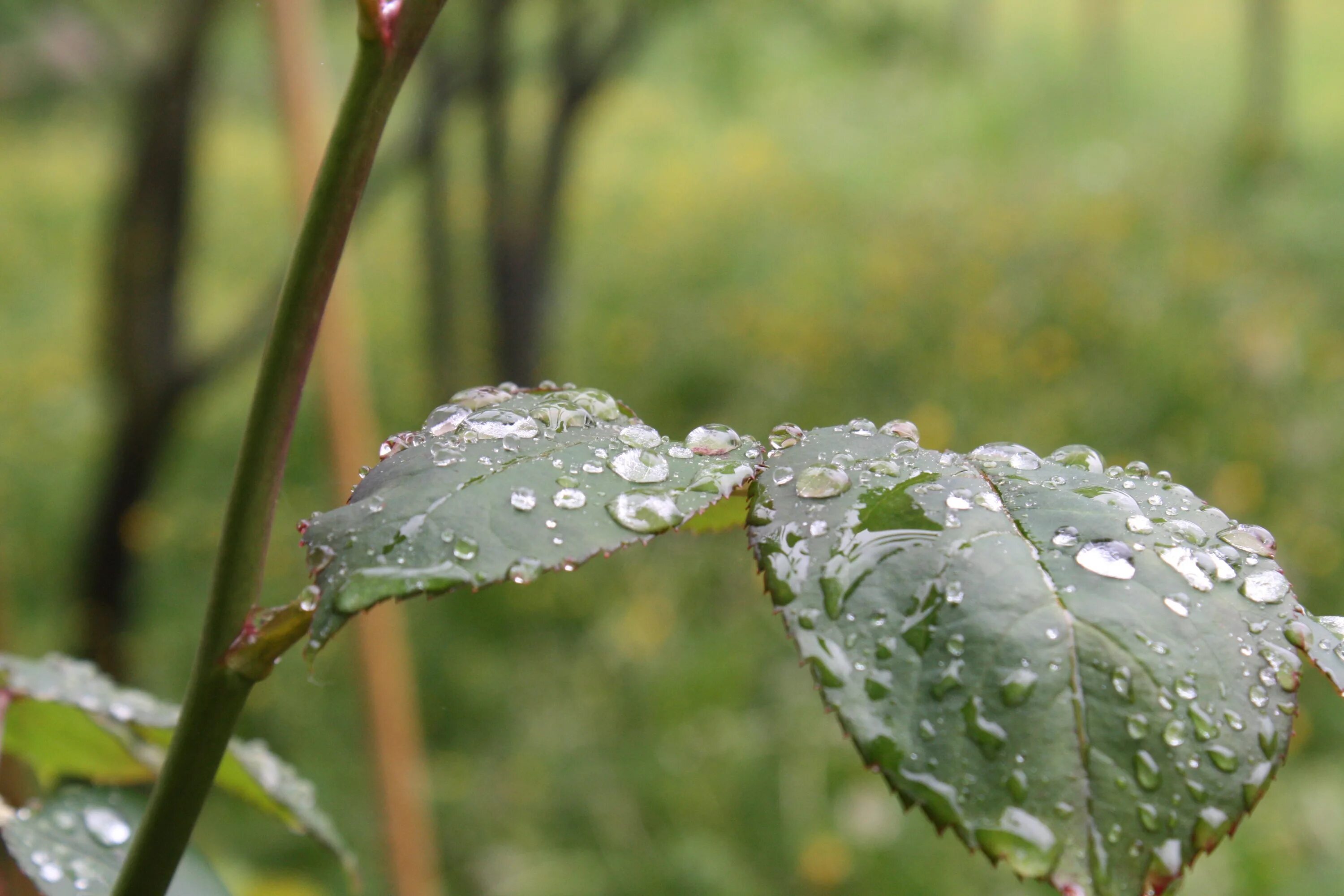Капель после дождя. Листья под дождем. Природа дождь. Роса на растениях.