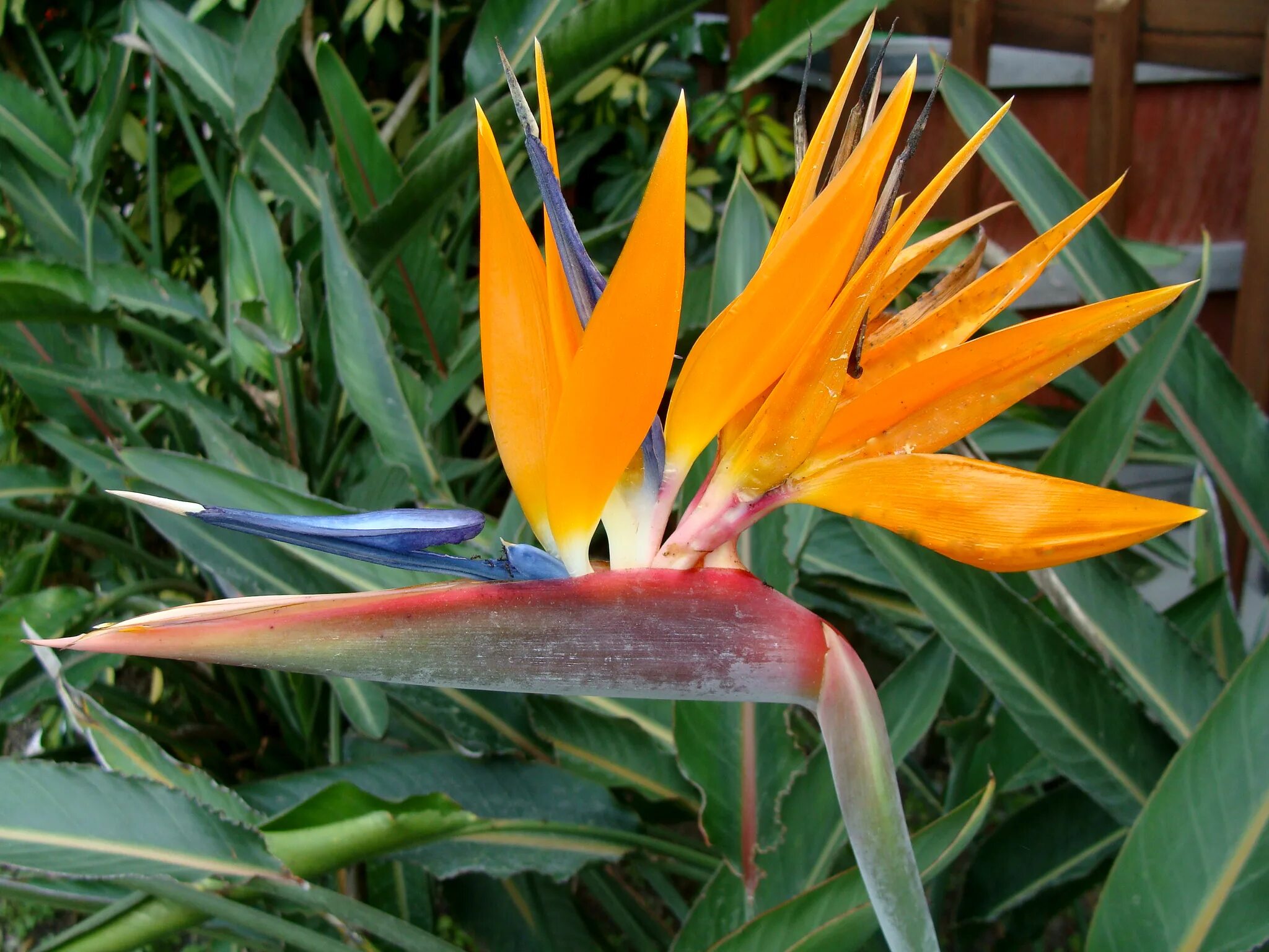Стрелиция как быстро растет. Стрелиция reginae. strelitzia reginae стрелиция королевская. стрелиция вариегатная.
