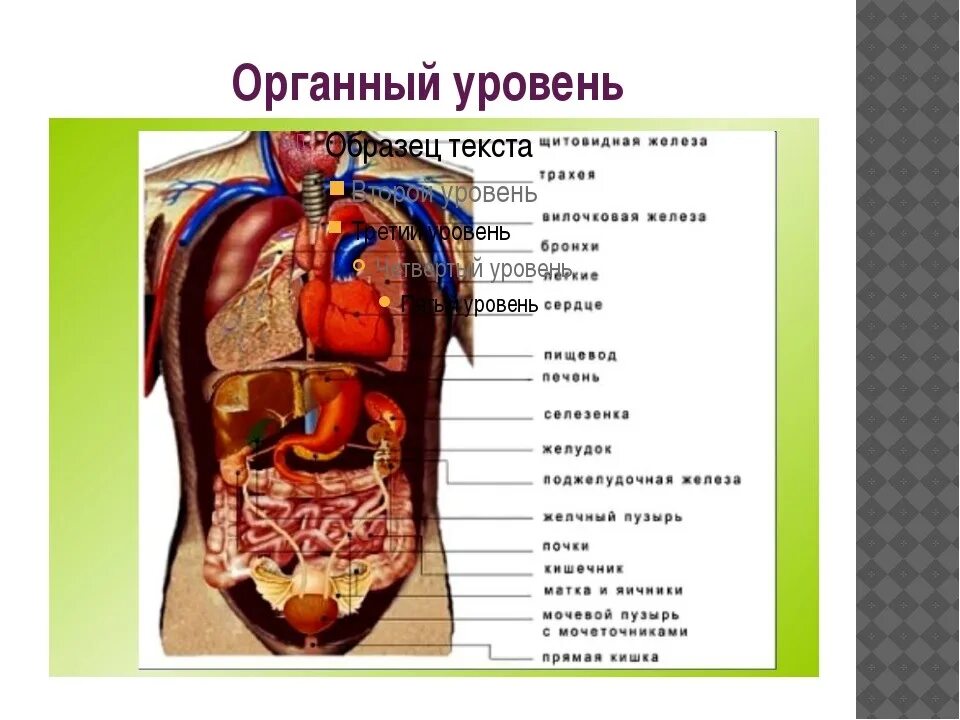 Состав человека органы. Строение человека. Внутренние органы человека. Расположение органов у человека.