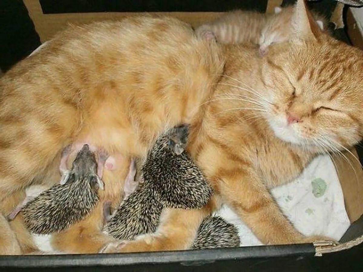 Кот вышел поляну и сладко. Кошка выкормила ежат. ёжкин кот. кошка и ежата. кошка кормит ежат.