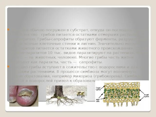 Пенициллин гриб строение. Фото изображения клеток образования септы. Строение грибов биология. Клеточная стенка гриба мукора. Размножение спорами пеницилл.