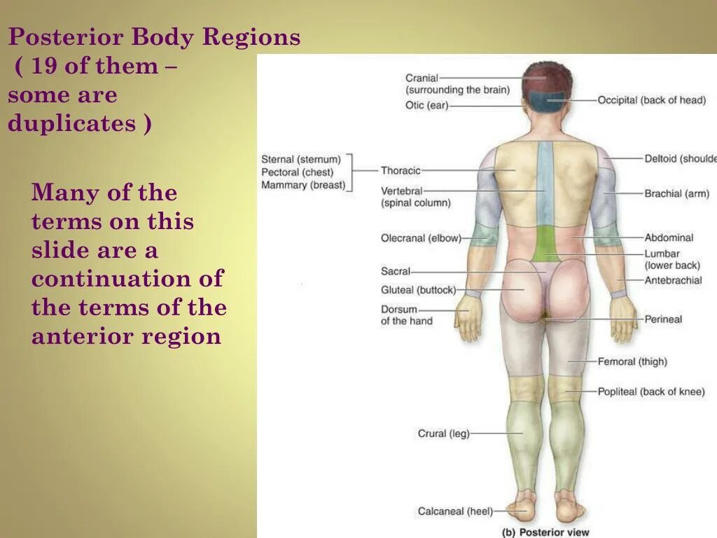 Unlabeled. Extension in frontal cephalic presentation. Body region. Region humans. Antebrachium.
