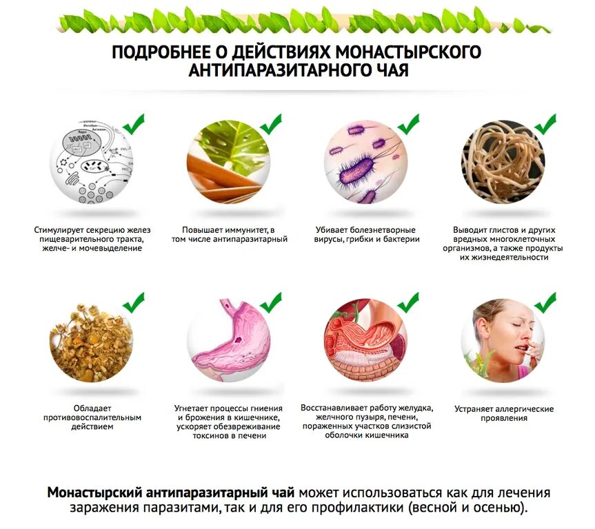 Питание против глистов. Продукты которые убивают глистов. Продукты против паразитов в организме. Продукты от глистов и паразитов для человека. Как вывести глистов у человека в домашних