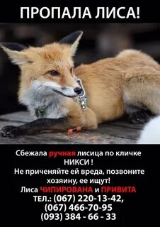 Имя лиса