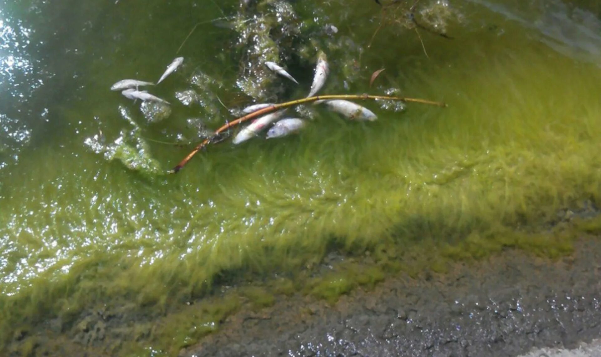 В воде рыбы водоросли. Речные водоросли. Синезеленые водоросли. Цветение воды в водоемах. Цветение водорослей.