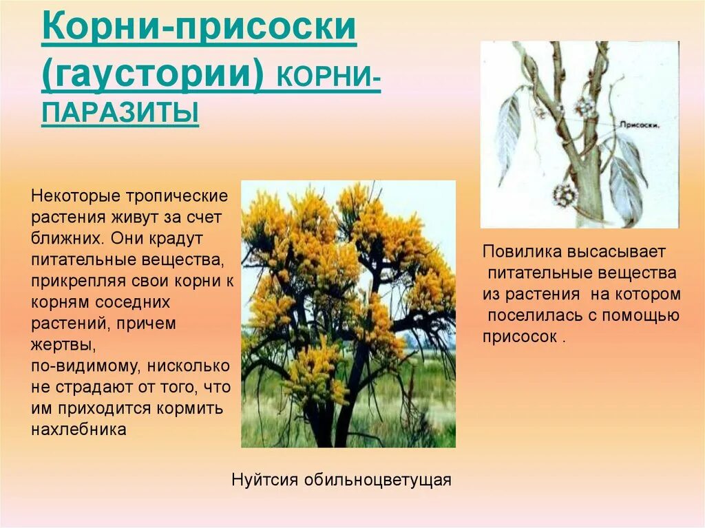 Корень паразит. Корни растений паразитов гаустории. корни присоски гаустории. корни присоски паразитических растений. корни присоски у растений паразитов.