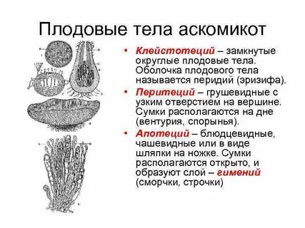 Виды плодовых тел