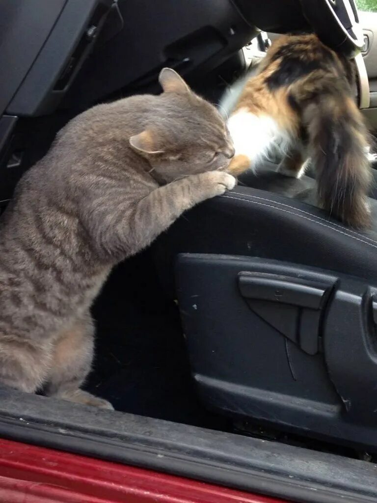 Включи котэ машина. Кот за рулем. Котик едет на машине. Рыжий кот за рулем. Смешные котики в машине.