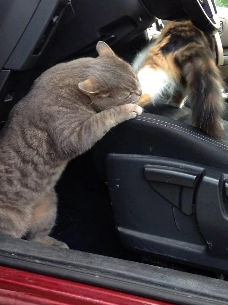 Кот едет. Кот за рулем. котик едет на машине. рыжий кот за рулем.