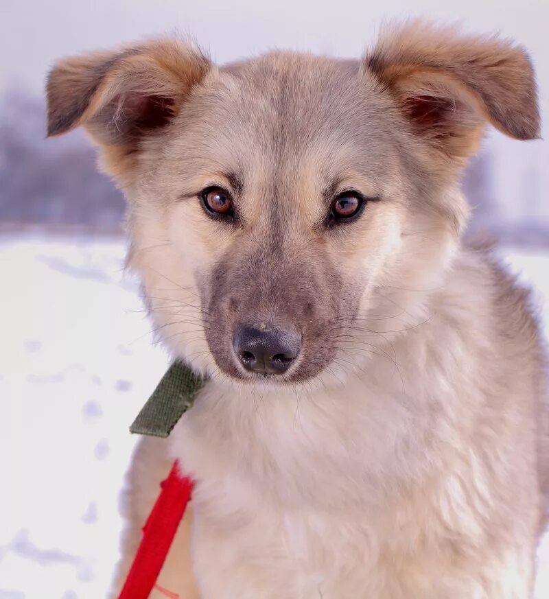 Собаки в Казахстане. Ice собаки. Айса собака. Собака по кличке айс. Купить собаку в алматы