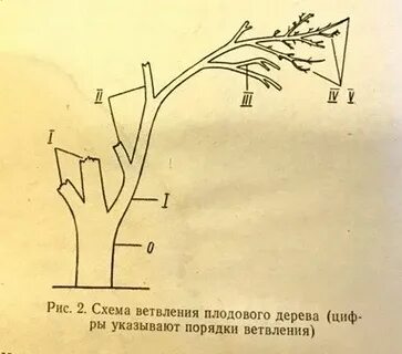 Покажи схему деревья