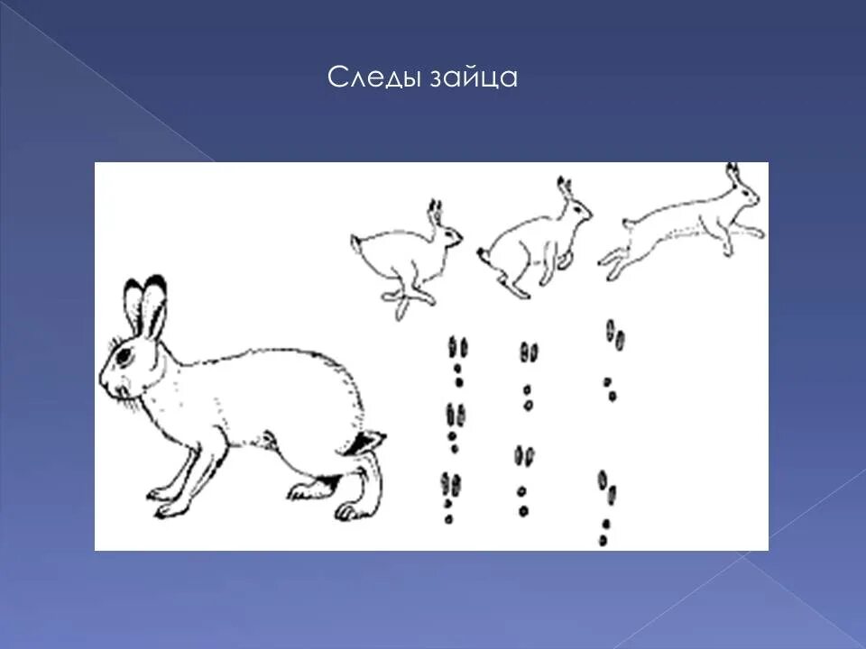 Следы зайца главное слово в словосочетании. Следы зайца главное слово в словосочетании. Следы зайца беляка и русака. Следы зайца беляка на снегу. 5 предложений про зайца.
