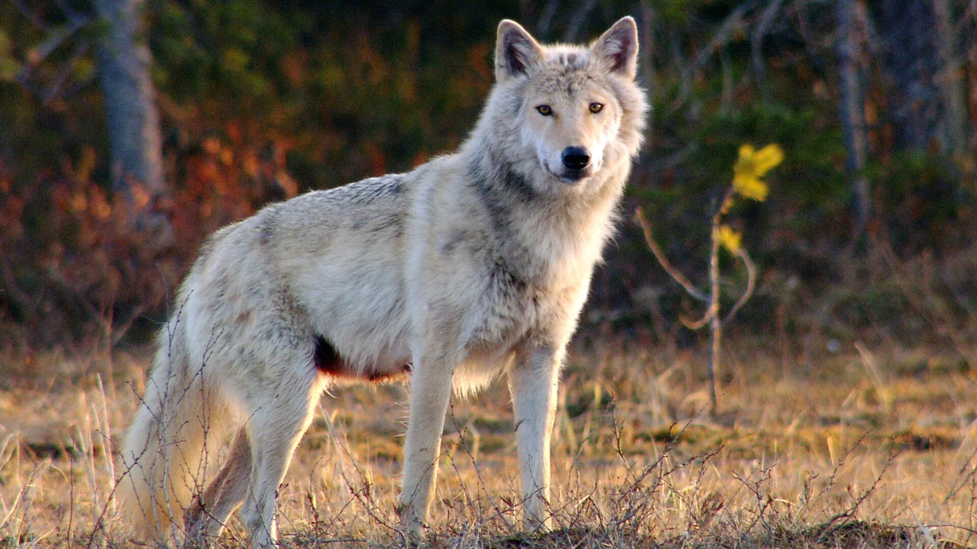 Животные финляндии. Фауна Финляндии. Животные Швеции. Норвежский волк. Карельский волк.
