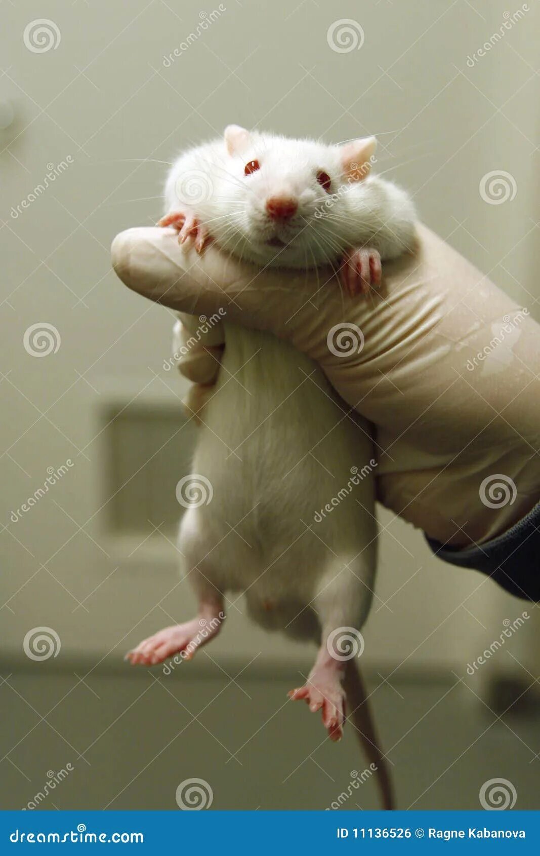 Крысы линии. Крысы породы вистар. Крысы линии вистар. Крысы линии. Крысы линии.