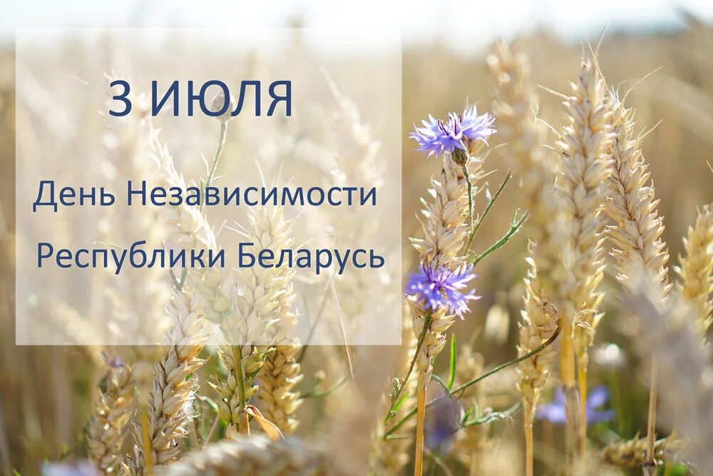 Полевые колосья