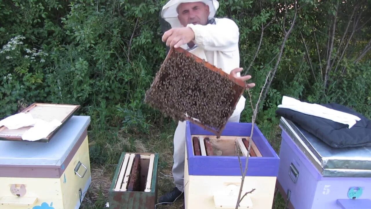 Пасека деревенщина. Бортничество чувашей. Пасека тимирязевской академии. Пасека вадима якимчука. Пасек 2.