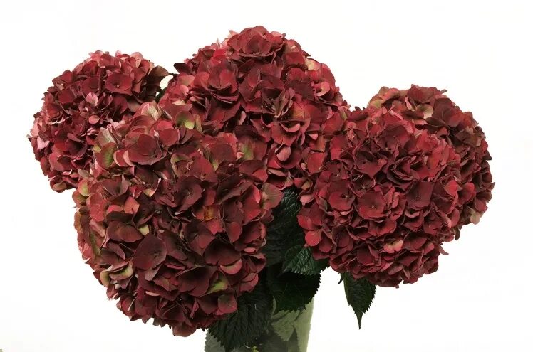 Gorgeous hydrangeas in the garden centre this spring!! www.westcoastgardens.ca #