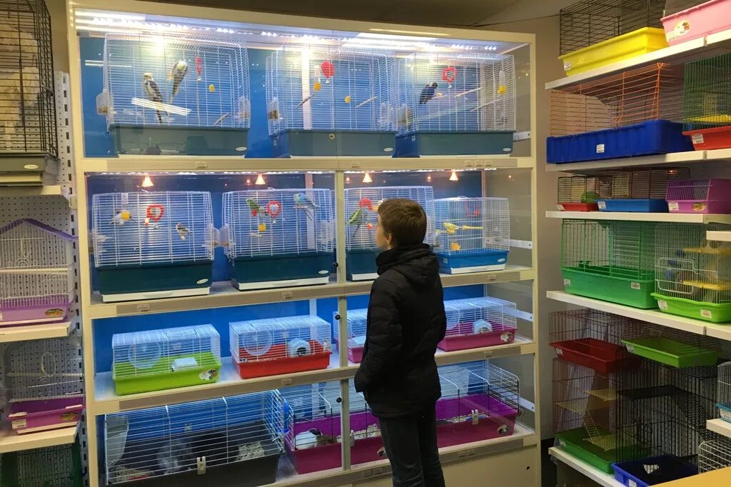 магазин для животных зоомагазин рядом. зоотовары баннер. покажи зоомагазин. магазин домашних животных. магазин для животных зоомагазин.