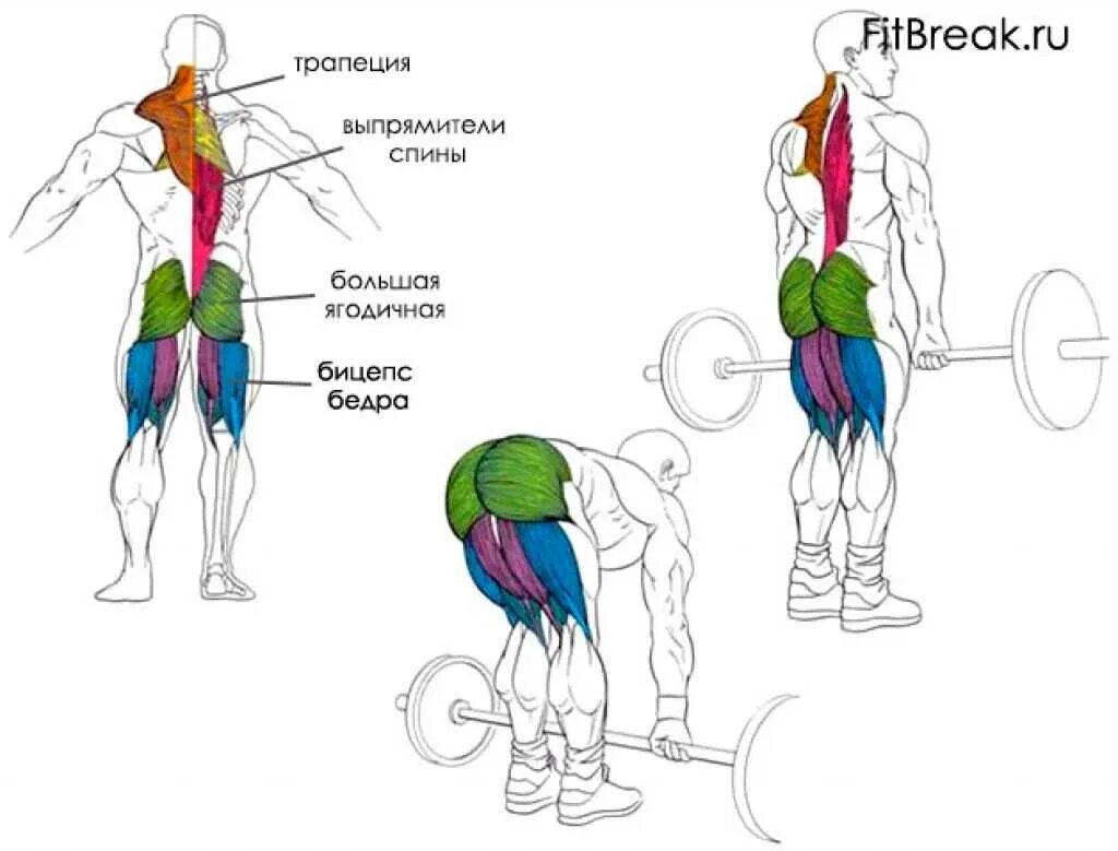 Становая какие мышцы. Румынская и становая тяга разница. Отличие становой тяги от румынской. Мертвая тяга пирамида. Отличие мертвой тяги от румынской.