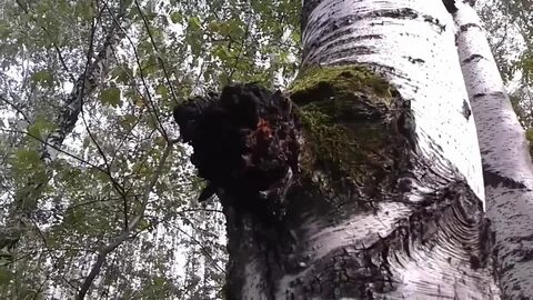Березовая чага видео