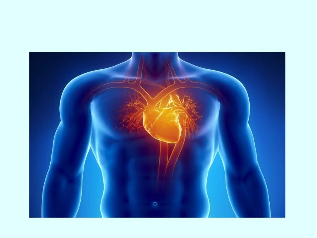 Дыхательные и сердечно сосудистые заболевания. Поражение сердечно-сосудистой системы. Спортивное сердце.