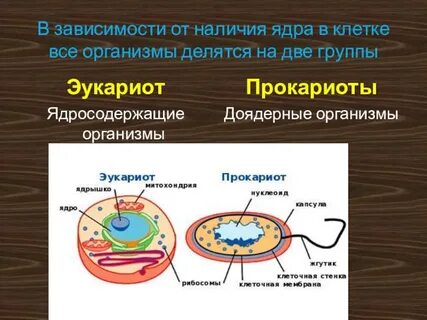 Клетки доядерных и ядерных организмов