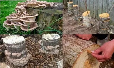 Как вырастить вешенки на пнях