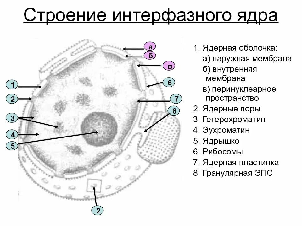 Ультраструктура интерфазного ядра эукариотической клетки рисунок. Строение интерфазного ядра эукариотической клетки. Структурные компоненты интерфазного ядра. Структура интерфазного ядра. В ядрах клеток многоклеточного