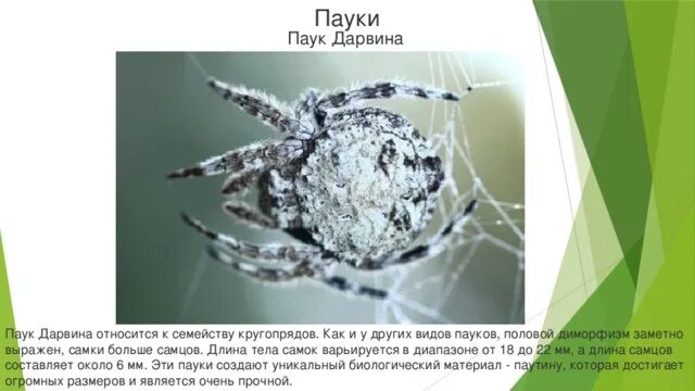 Половая паукообразных. Половой диморфизм паукообразных. половой диморфизм у пауков. у паукообразных отсутствует половой диморфизм. половой диморфизм клещей и пауков.