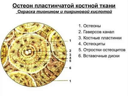 Пластинчатая костная
