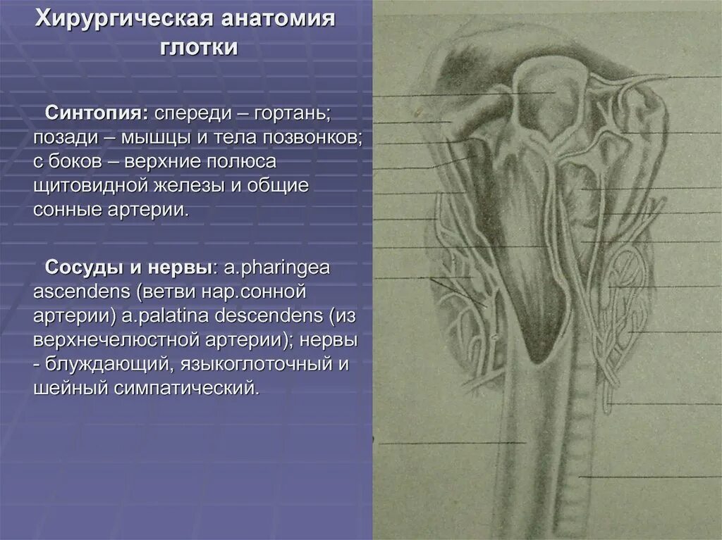 Синтопия щитовидной железы топографическая анатомия. Хирургическая анатомия щитовидной железы синтопия. Скелетотопия глотки анатомия. Хирургическая анатомия глотки.