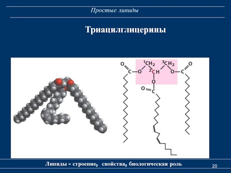 Строения липидов человека. Строение липидов. Строение молекулы липида. Строение липидов биология. Строение простых и сложных липидов.