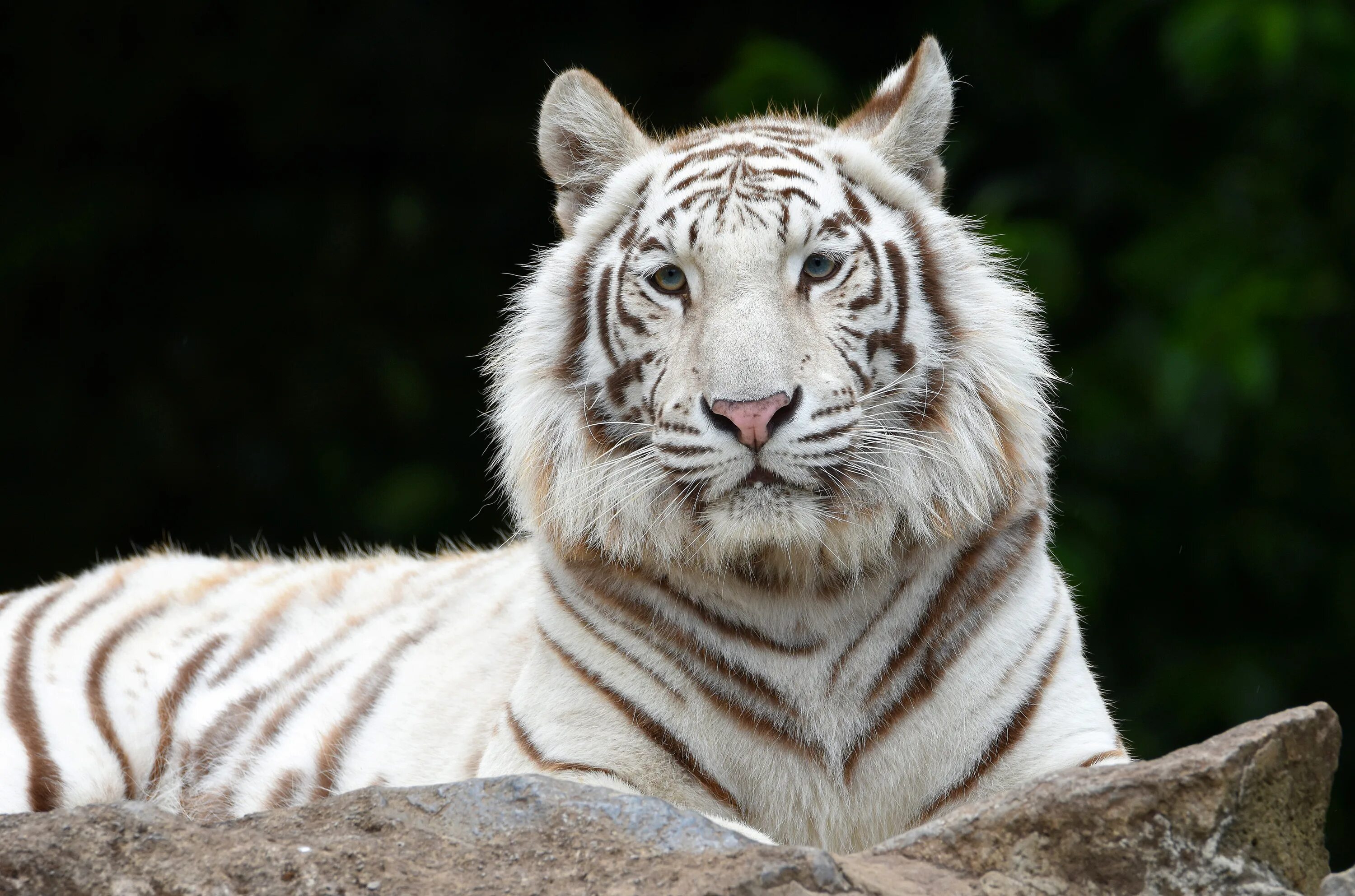 Какой тигр белый. Уссурийский тигр белый. Амурский (Уссурийский) тигр. Амурский тигр и белый тигр. Амурский тигр белый.