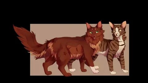 Коты воители расколотое
