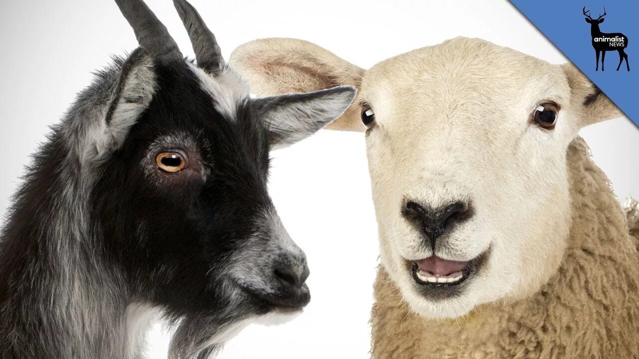 Could and sheep