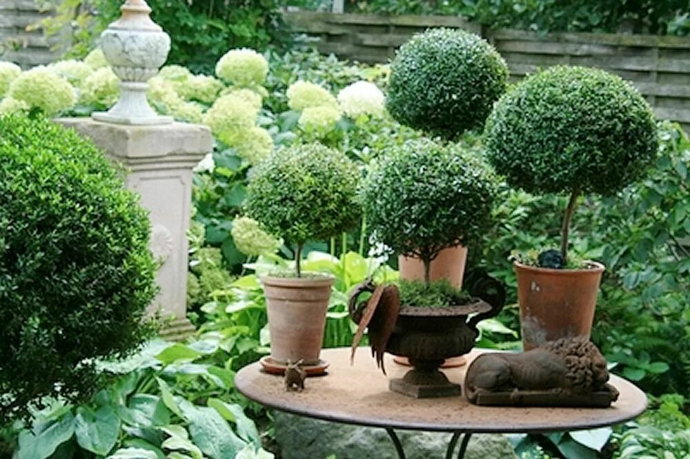 Мирт комнатный. Мирт кустарник. Сад мирт. Myrtus communis op stam. Мирт (миртовое дерево).