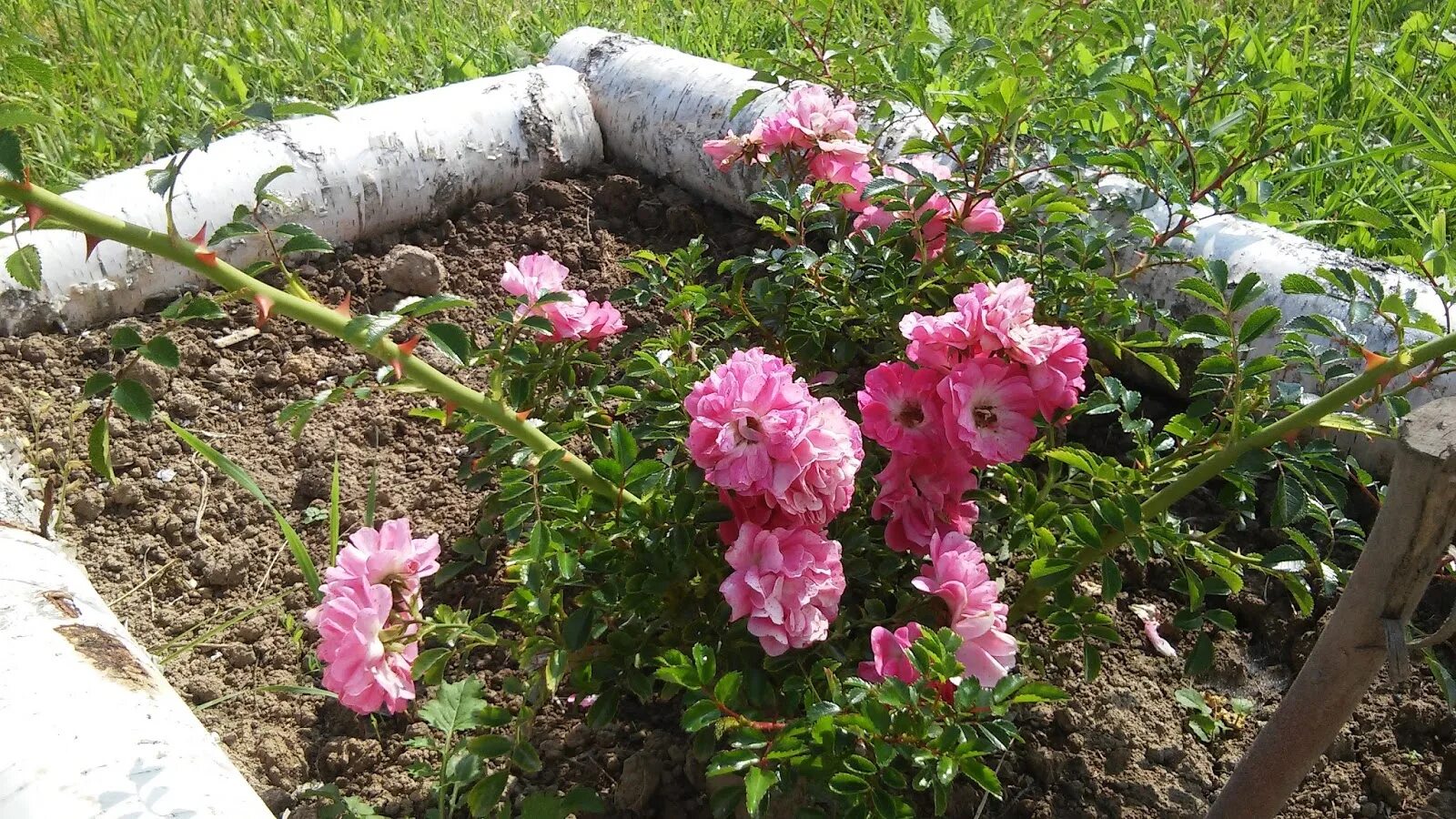 Роза Дороти Перкинс (Чайно-гибридная) 1шт (Сиб сад) Розы. Декоративноцветущие лу