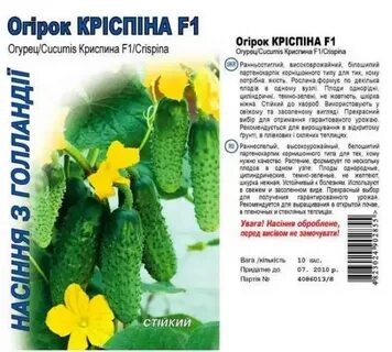 Огурцы отзывы фото урожайность и отзывы