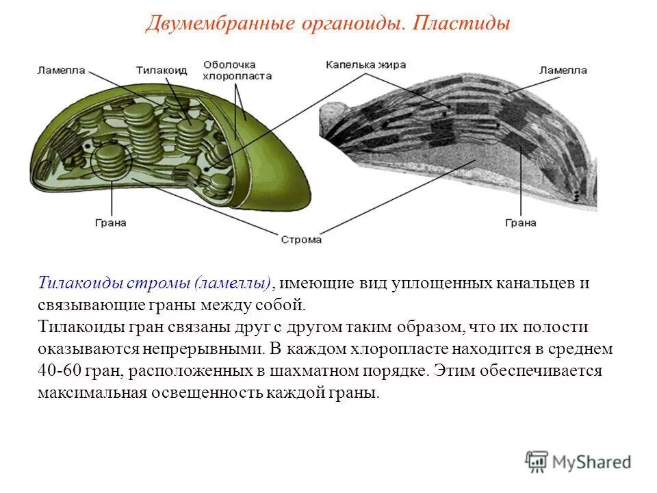 Хлоропласт двумембранный