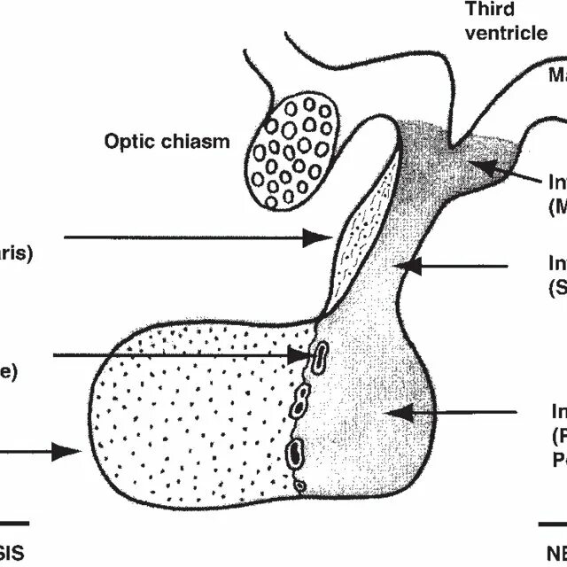 Гипофиз рисунок. Гипофиз строение. Гипофиз препарат. Срез гипофиза.