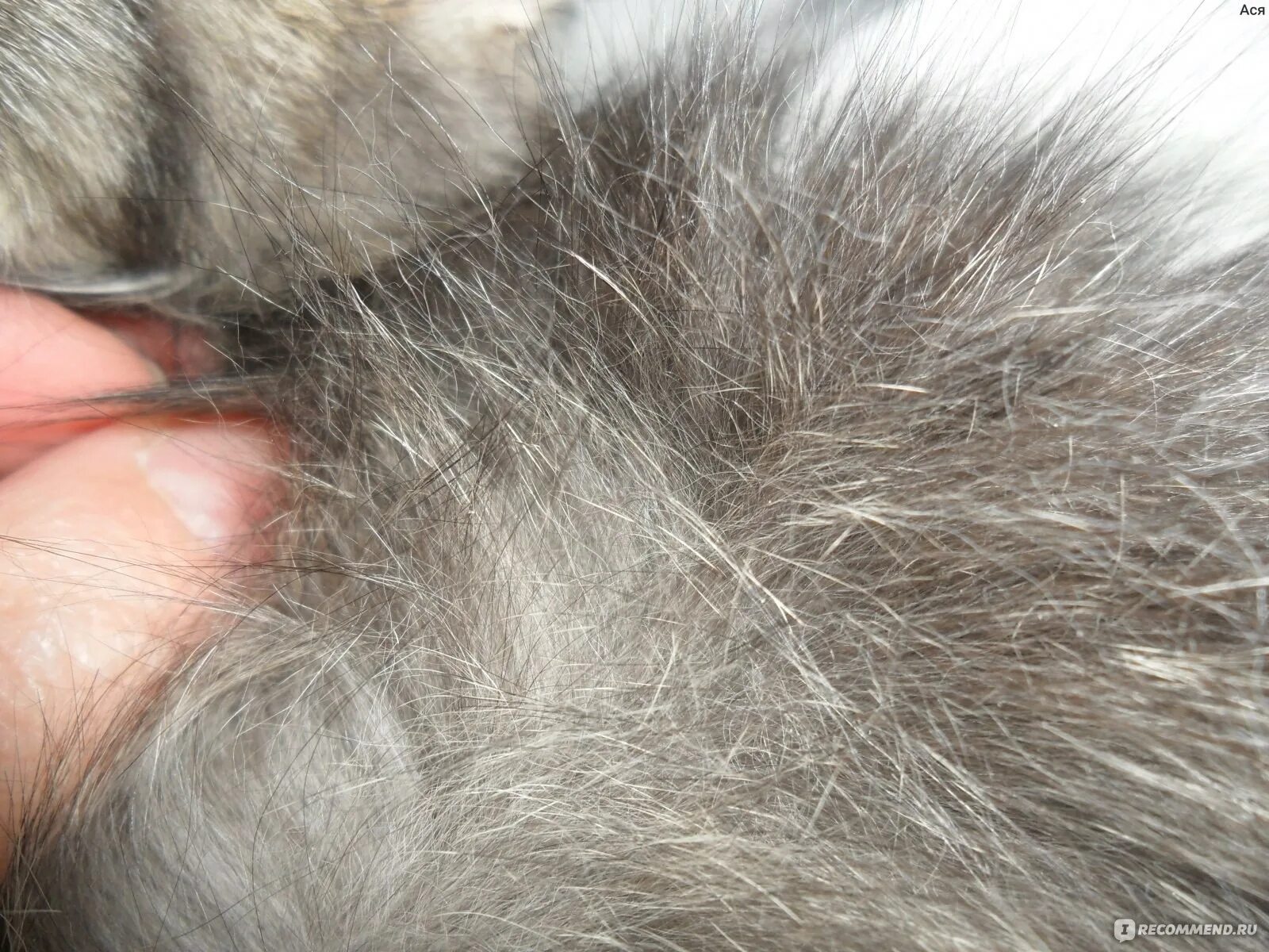 Паранеопластическая алопеция кошек. У кота проплешины на шерсти. У кота выпадает шерсть клочками. У кошки проплешины шерсти. Блошиный аллергический дерматит у кошек.